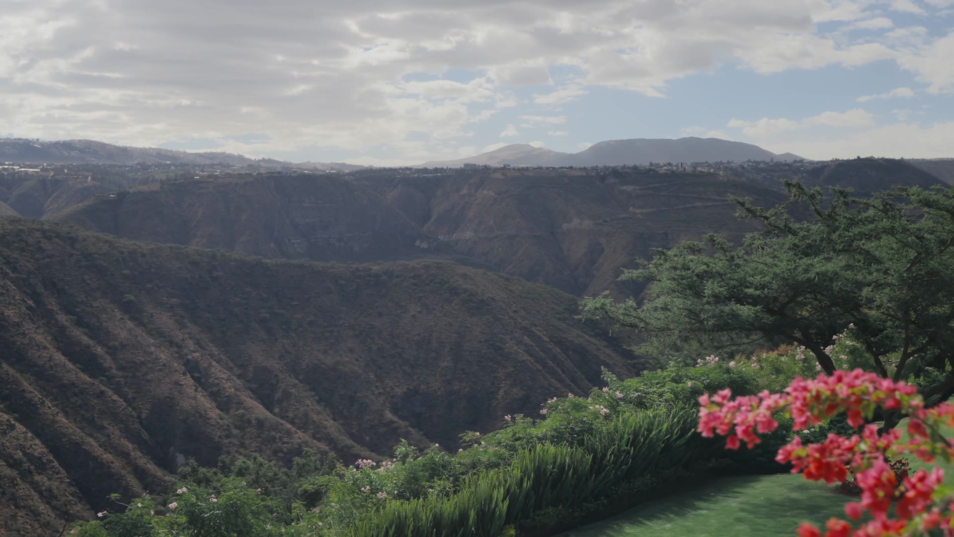 Bougainvillea and the Puembo valley ravine from the terrace